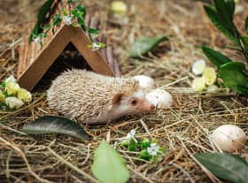 Hedgehogs are at their most vulnerable in the autumn and winter (photo: Adobe)