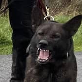 A long legal battle to name a police dog that bit a woman while she danced at a Halloween rave has ended. Image does not show the dog mentioned in the article 
